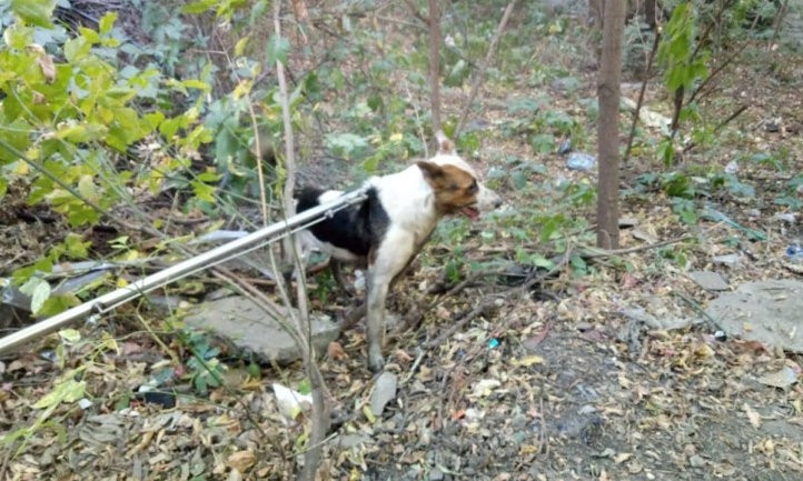 В Днепре спасатели вытаскивали собаку из двухметрового колодца