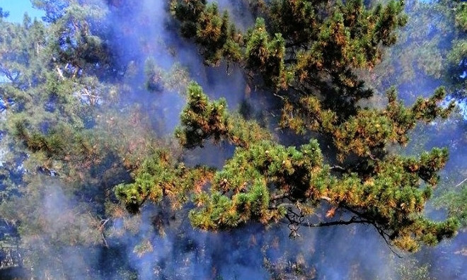 В Днепре общими силами потушили лесной пожар