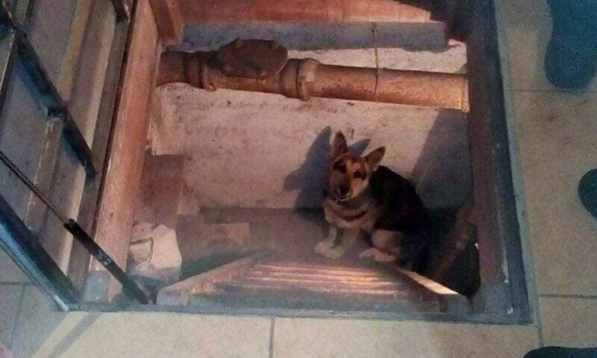 В Днепре собака провалилась в подвал