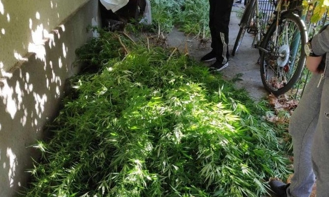 Днепрянин вырастил возле дома плантацию марихуаны 