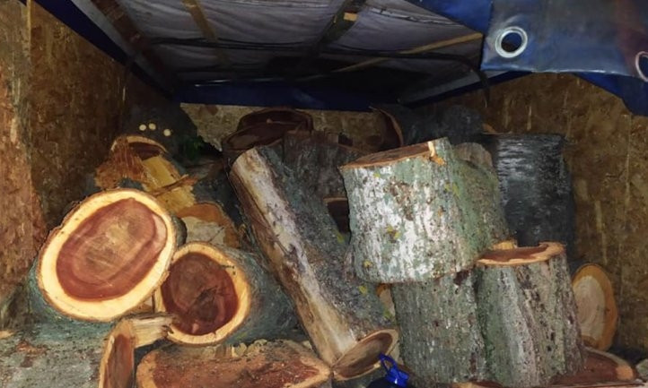 На Днепропетровщине "черный лесоруб" срубил 40 деревьев 