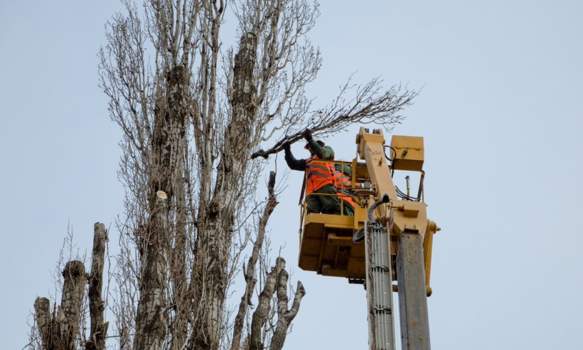 В Днепре методы омоложения деревьев беспокоят экологов