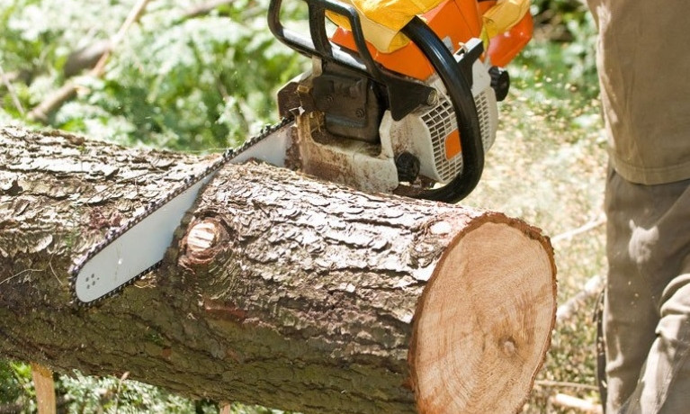 На Днепропетровщине незаконно вырубали древесину 