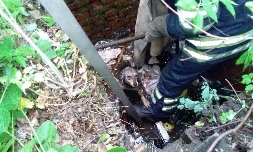 На Днепропетровщине сотрудники ГСЧС вытащили собаку из ямы с водой 