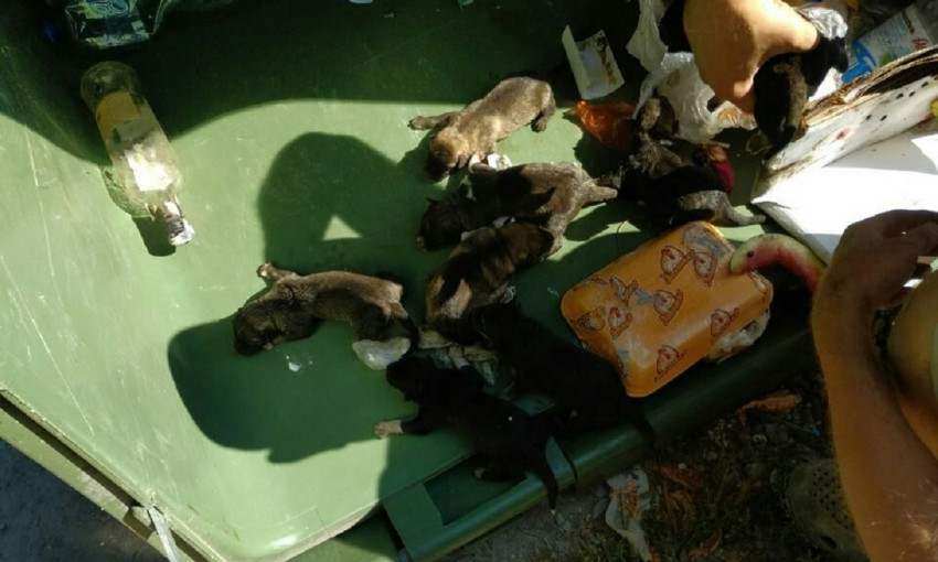 В Днепре голодных щенков выбросили в мусорный контейнер 
