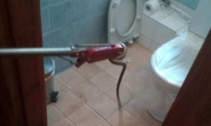 На Днепропетровщине змея заползла в туалет жилого дома 