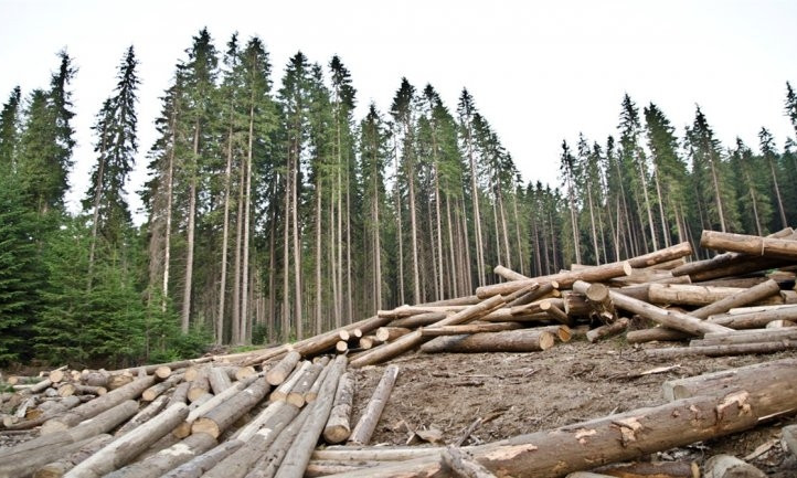 На Днепропетровщине за незаконную вырубку леса будут судить преступную группу 