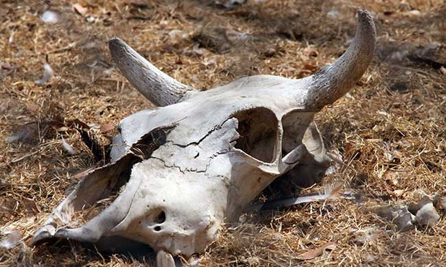 На Днепропетровщине обнаружили стихийное кладбище животных