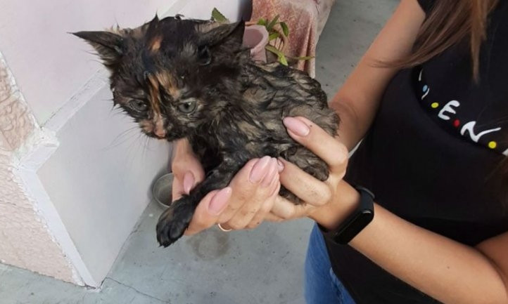 В Днепре спасатели вытаскивали котенка из выгребной ямы 