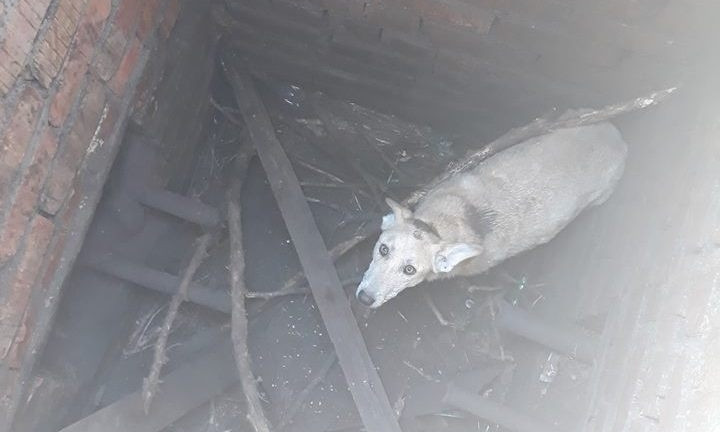 На Днепропетровщине волонтеры вытащили собаку из колодца 