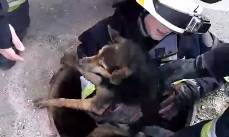 В Днепре спасатели вытаскивали собаку из люка