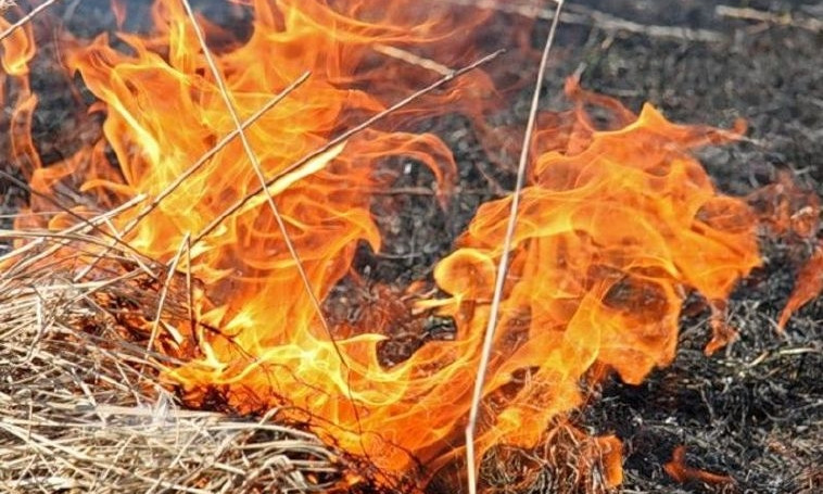Пожар на Днепропетровщине: горело 1,8 гектара травы и камыша