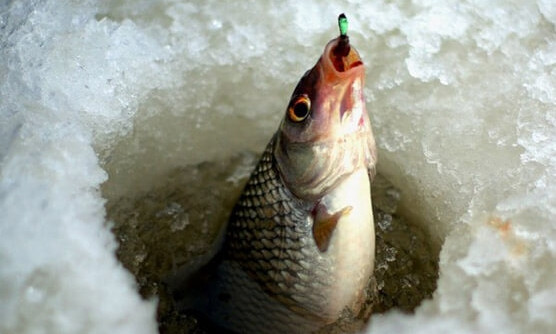 На Днепропетровщине рыбакам запретили ловить рыбу в зимовальных ямах