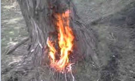 Необычный пожар в Днепре: возле вуза самовоспламенилось дерево