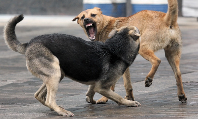 Бродячие собаки в Днепре терроризируют прохожих 