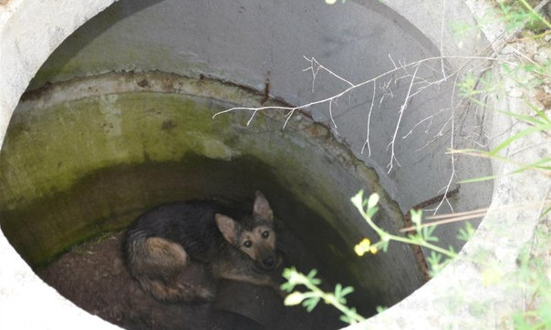 Житель Днепра упал в колодец, спасая собаку 