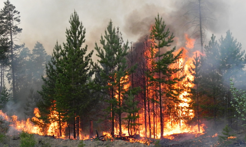 На Днепропетровщине сожгли деревья 