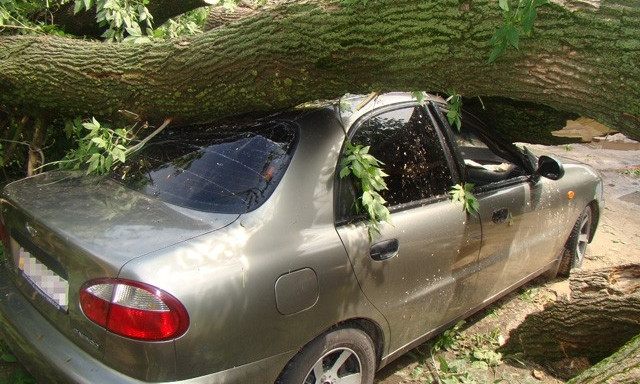 В Днепре дерево разбило два автомобиля 