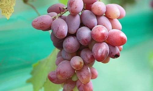 На Днепропетровщине вырастили огромный виноград 