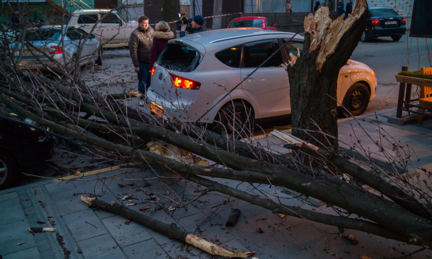 Древопад в Днепре: аварийное дерево упало на припаркованные автомобили