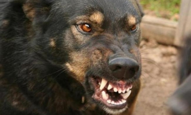 На Днепропетровщине собаки нападают на прохожих