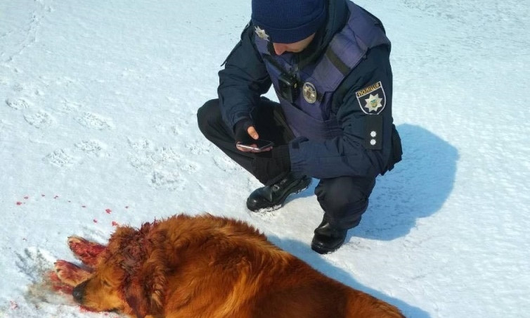 В Днепре застрелили собаку: зоозащитники требуют от властей принять меры