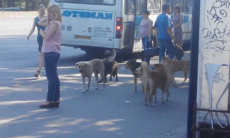 Жители Днепра опасаются бродячих собак 