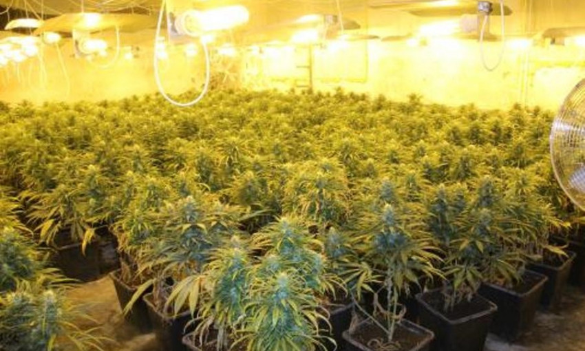 На Днепропетровщине обнаружили плантацию марихуаны 