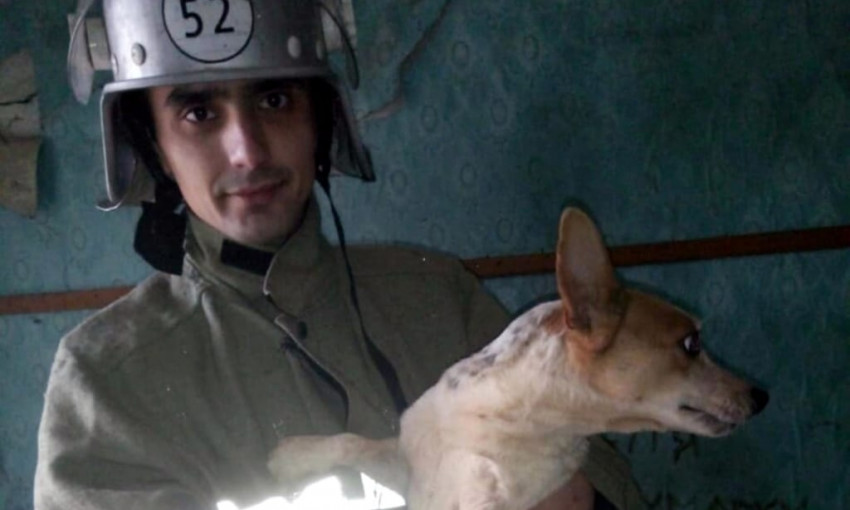 Под Днепром сотрудники ГСЧС спасли собаку 