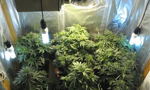 В Днепре обнаружили плантацию марихуаны в гараже 