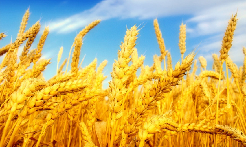На Днепропетровщине аномальная жара уничтожает посевы пшеницы 