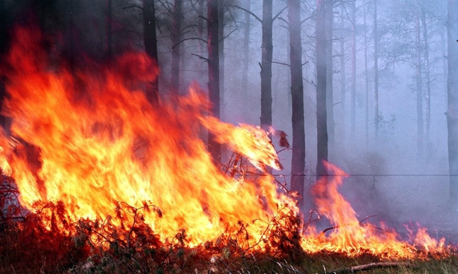 Днепропетровщина занимает второе место в Украине по количеству пожаров в лесах