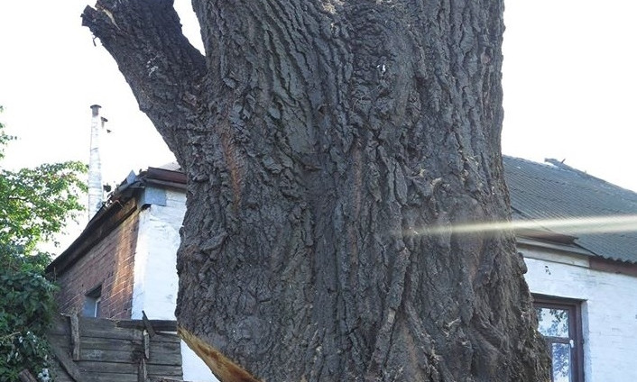 В Днипре спилили старейшее дерево