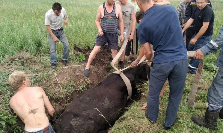 На Днепропетровщине сотрудники ГСЧС спасли корову