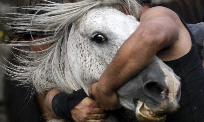 На Днепропетровщине живодеры расчленили лошадь 