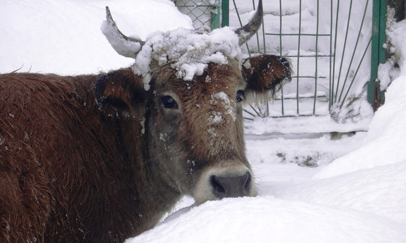 На Днепропетровщине замерзают коровы 