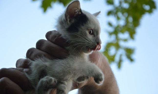 В Днепре сотрудники ГСЧС спасли маленького котенка 