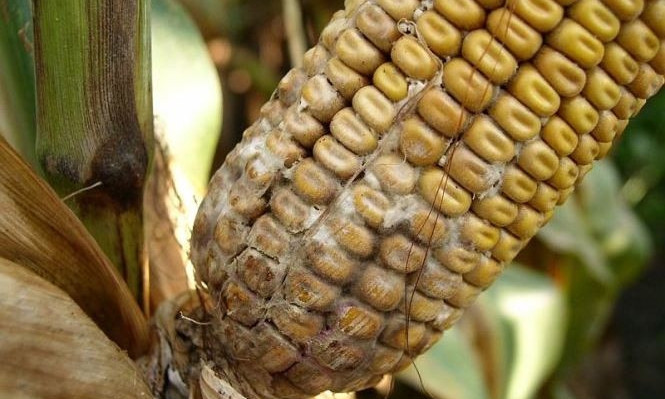 Зараженную кукурузу из США таможня не пропустила