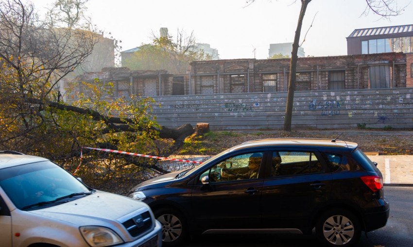 Древопад в Днепре: аварийное дерево упало на дорогу