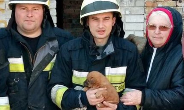 В Днепре спасатели вытащили щенка из ямы