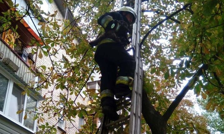 В Днепре сотрудники ГСЧС снимали кота с дерева