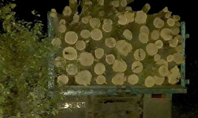 На Днепропетровщине задержали грузовик со спиленными деревьями