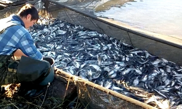 На Днепропетровщине будет выпущено более 50 тонн мальков рыбы