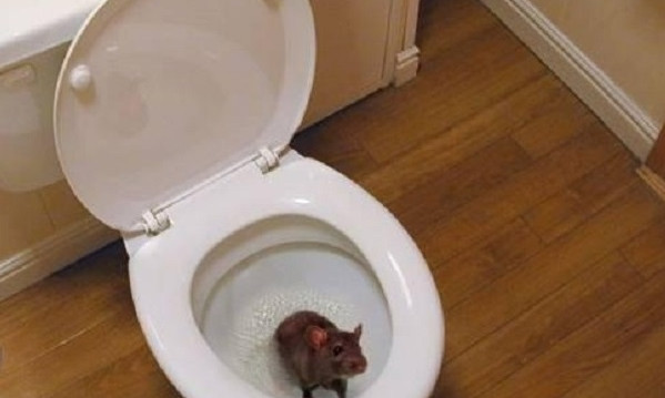 В Днепре мыши и крысы массово лезут в квартиры