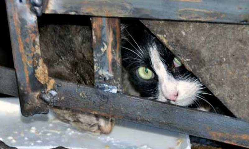 В Днепре в подвале жилого дома замуровали кошек