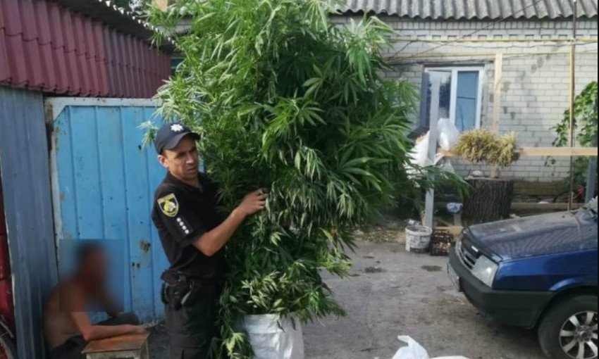На Днепропетровщине полиция нашла плантацию марихуаны 