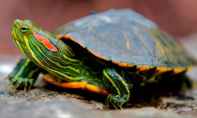 На Днепропетровщине заводчики выбросили экзотических черепах 