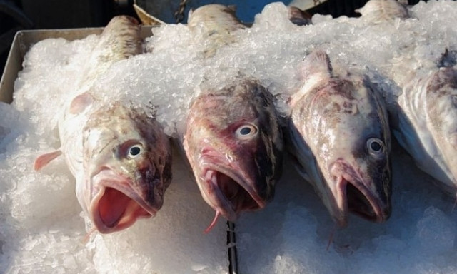 На Днепропетровщине браконьеры выловили 76 кг рыбы
