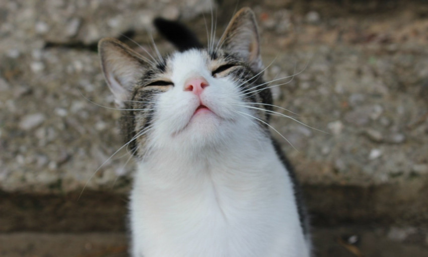 Мяукающий Днепр: пенсионеры придумали необычный способ кормления котов 