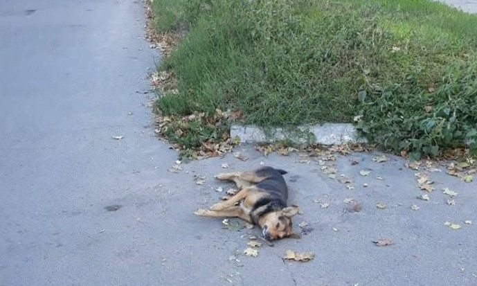 На Днепропетровщине догхантеры устроили охоту на собак 